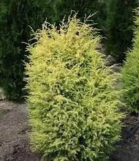 Можжевельник обыкновенный Суецика Ауреа 60-80 