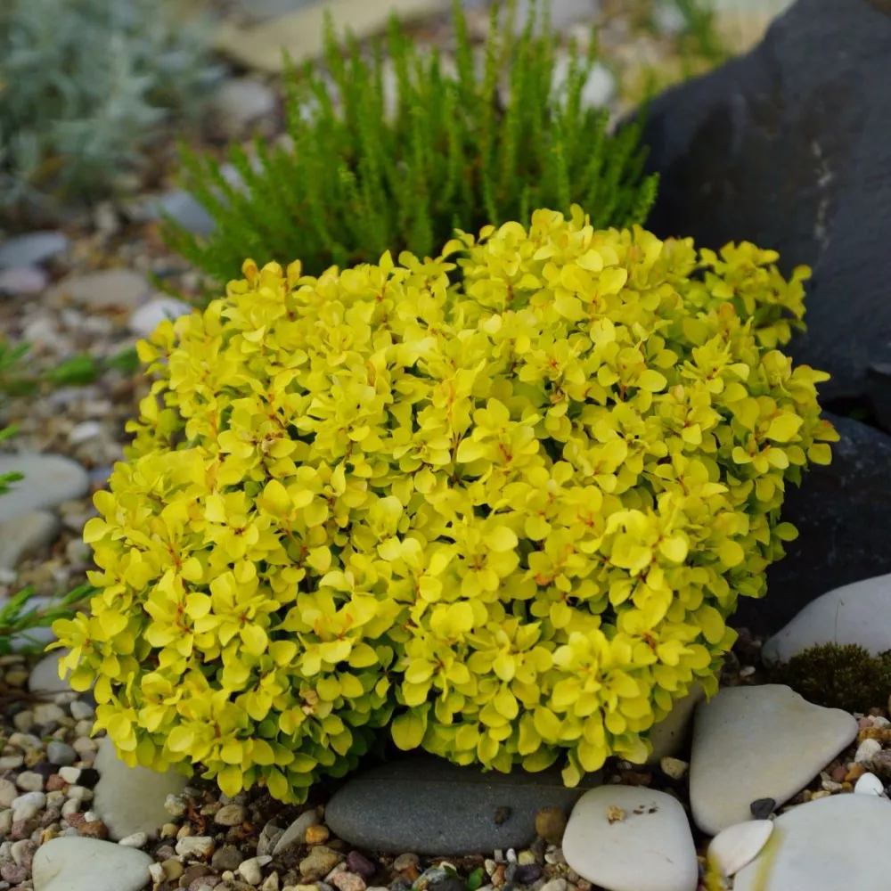 Барбарис тунберга Спешиал Голд v2 Lav 