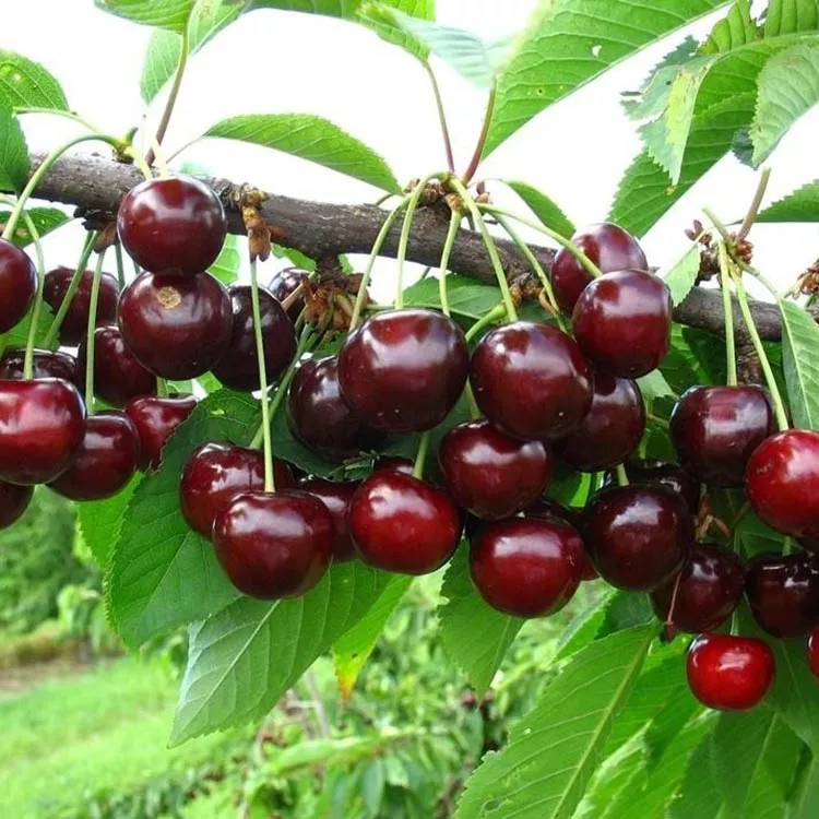 Черешня Лена v5-10 Tim 