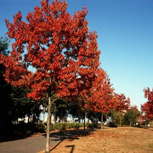 Дуб красный 125-150 Tim-Sav 