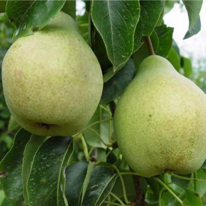 Груша Просто Мария 80-100 Tim 