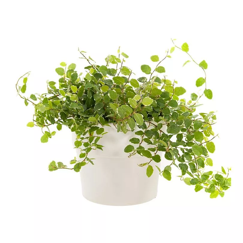 Фикус Пумила