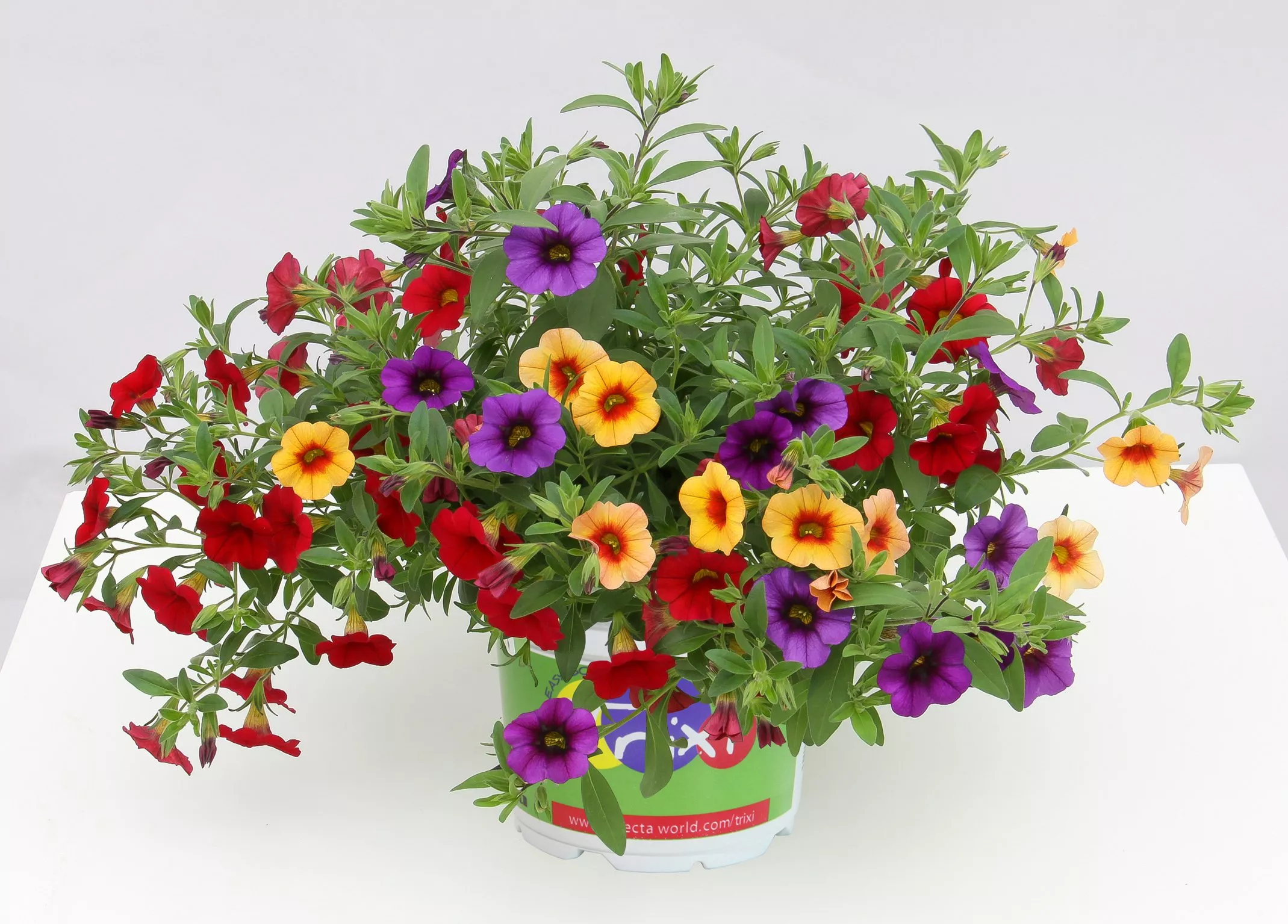 Петуния Калибрахоа D13 bix 