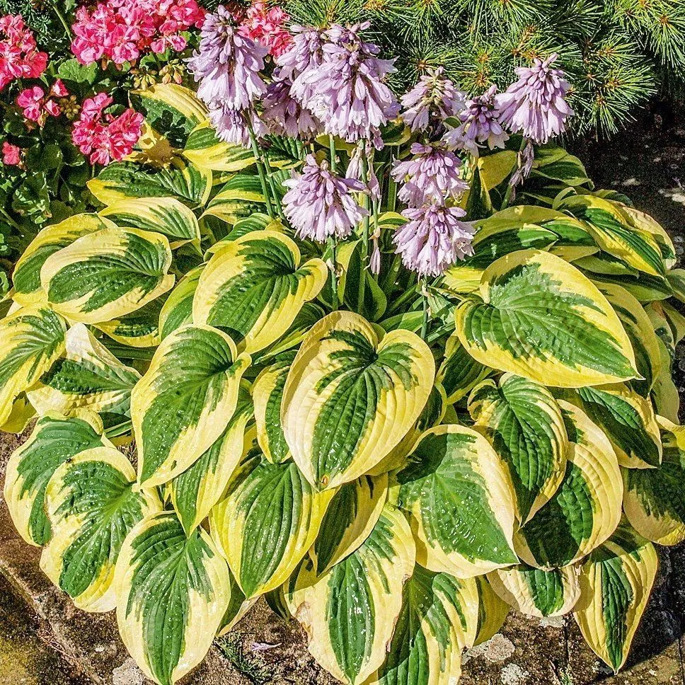 Хоста Вайд Врим v2 Lav 