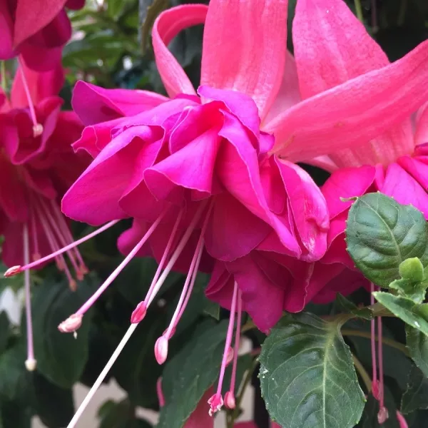 Фуксия ампельная Белла Розелла темно-розовая махровая D23 ПВ 