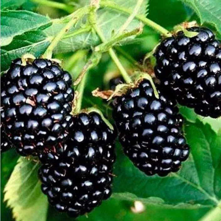 Ежевика Бзежина v5 Tim 