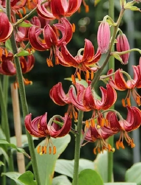 Луковица НВМ Лилия Кудреватая  Клод Шрайд 12/14 1 шт 