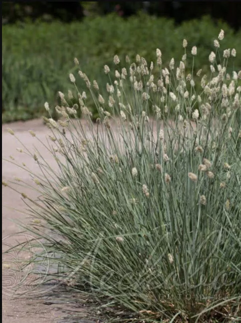 Сеслерия p9 Push 