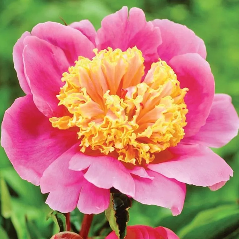 Пион Дорин v5 Tim 