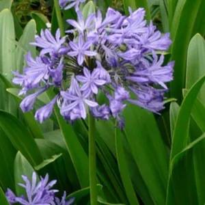 Корневище Агапантус африканский  (1) 1шт 