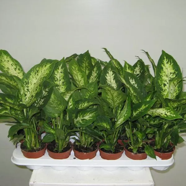 Диффенбахия Компакта d12 h35