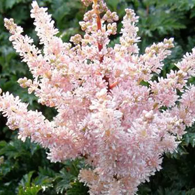 Основное изображение