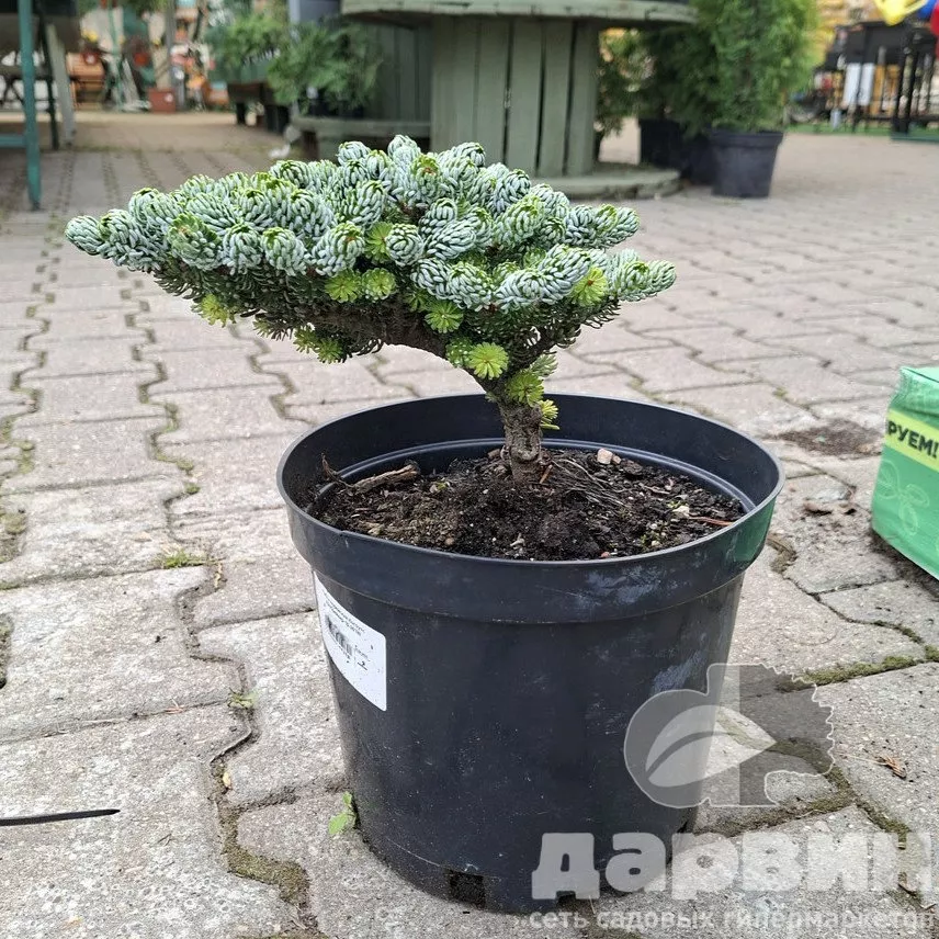 Пихта корейская Когоутс Айсбрейкер 15-20 Mt 