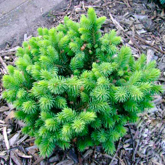 Пихта горная Грин глоуб v25 Lav 