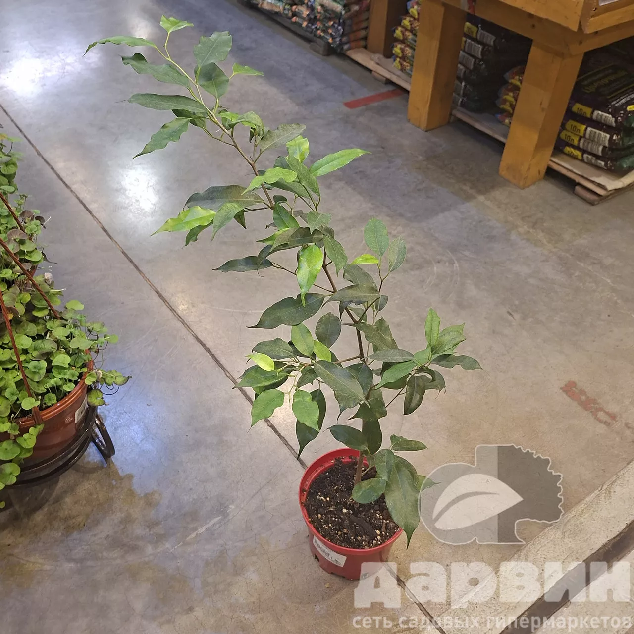 Фикус бенджамин d17 h50-70 Tim 