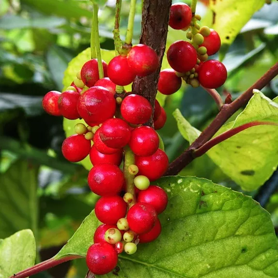 Лимонник китайский Садовый v2 CL 