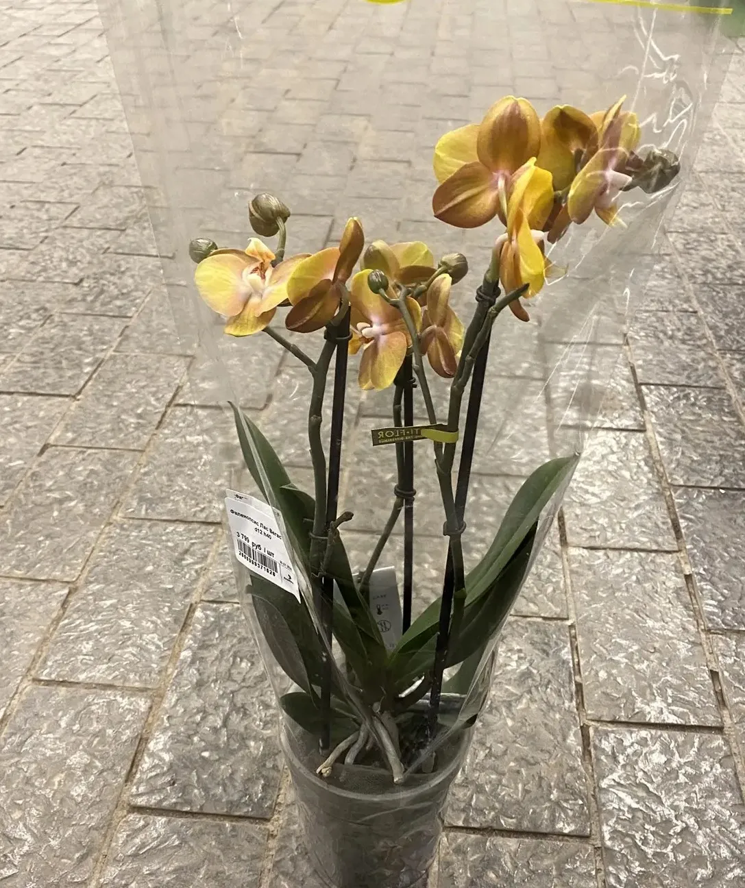 Фаленопсис Лас Вегас 3 ст d12 h40 