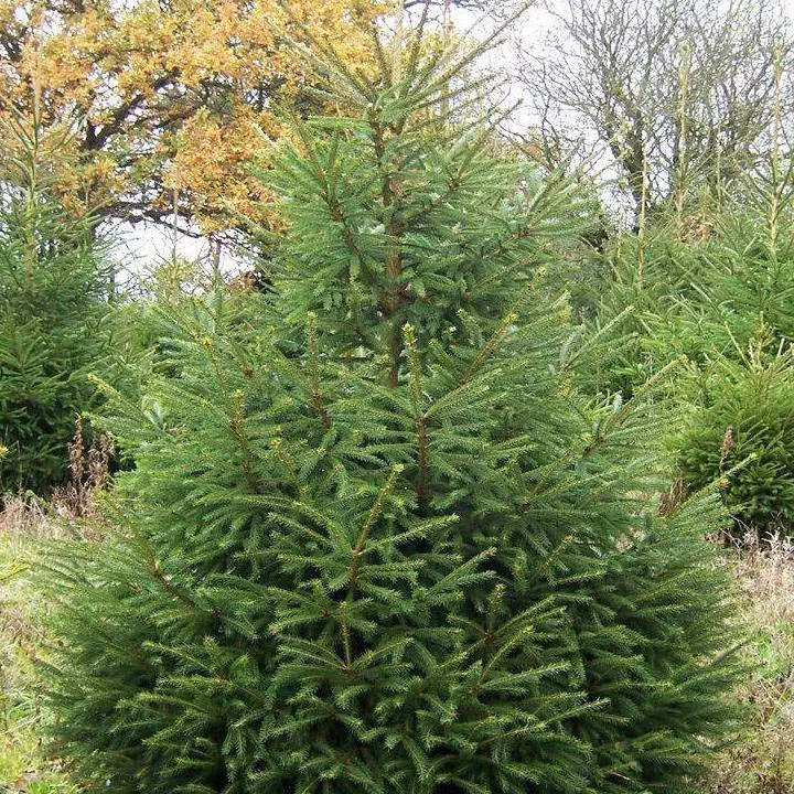 Ель еженская 150-175см Lt2 