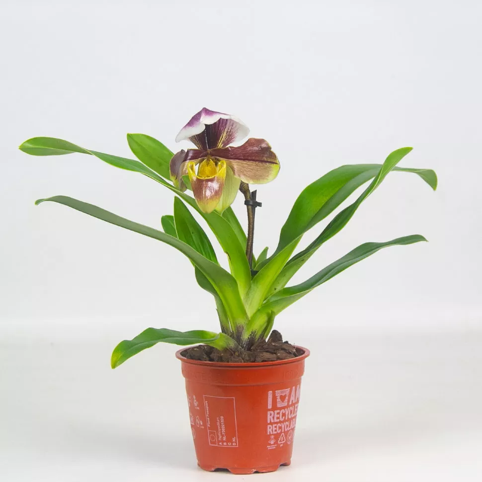 Пафеопедилум американский гибрид d12 h25 