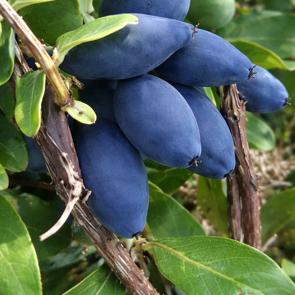 Жимолость Аврора h40-60 v5 Lav 