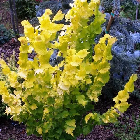 Вяз голландский Вредеи с12, 160-180см 