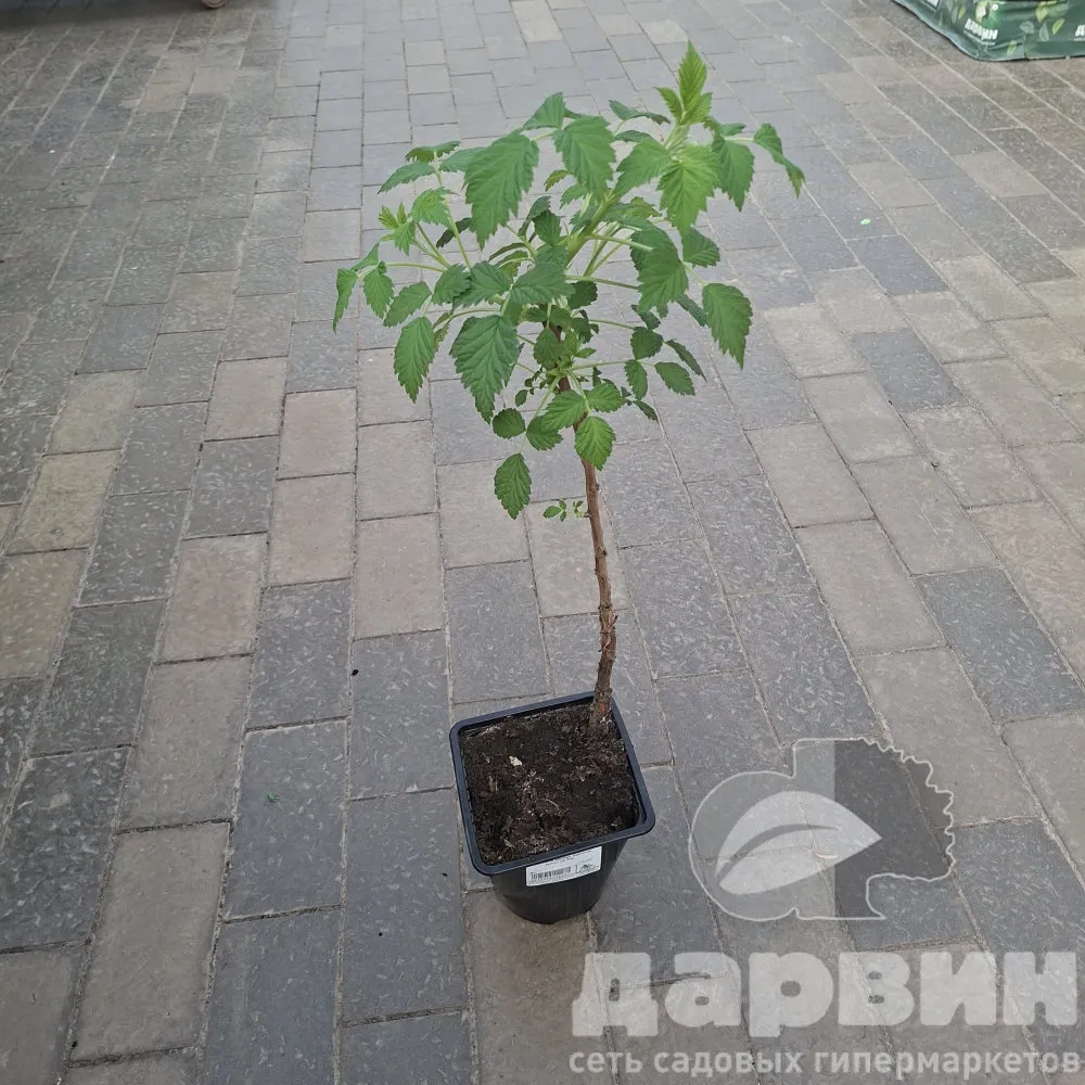 Малиновое дерево Крепыш красн v2 Tim 