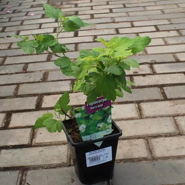 Цветущие кустарники в асс. Р11 