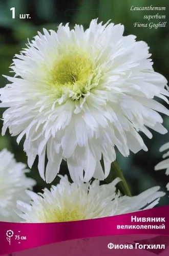 Кореневище Нивяник великолепный Фиона Гогхилл  1шт Поиск 