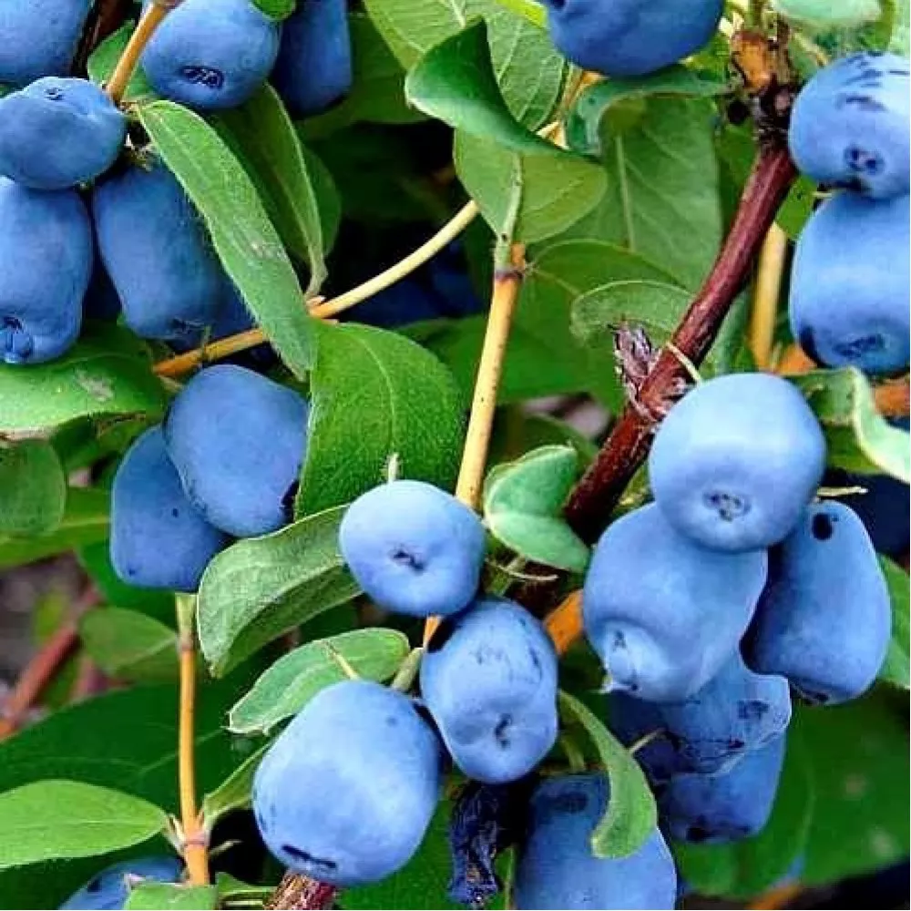 Жимолость съедобная Золушка v2 Tim 