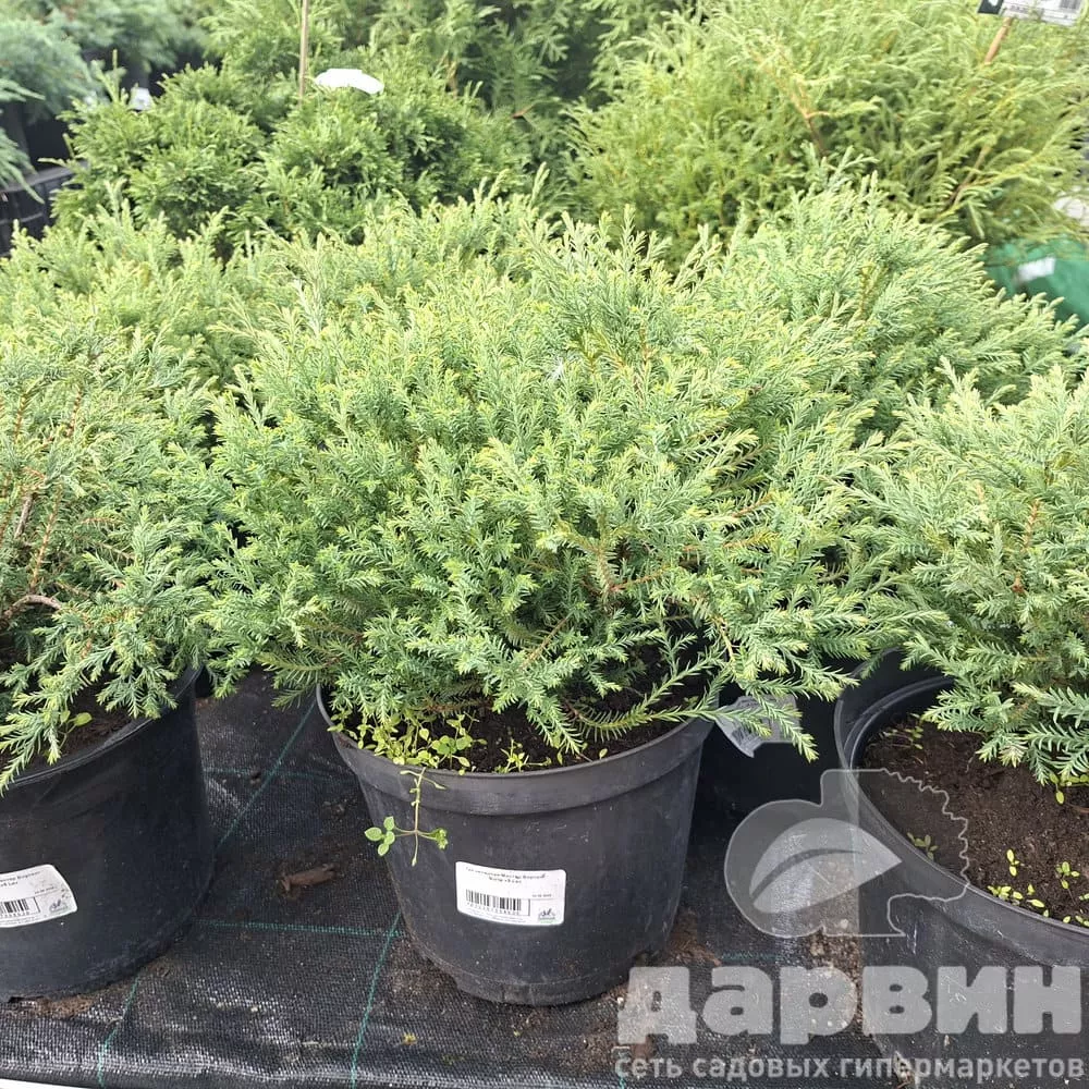 Туя западная Мистер Боулинг Болл v5 Lav 
