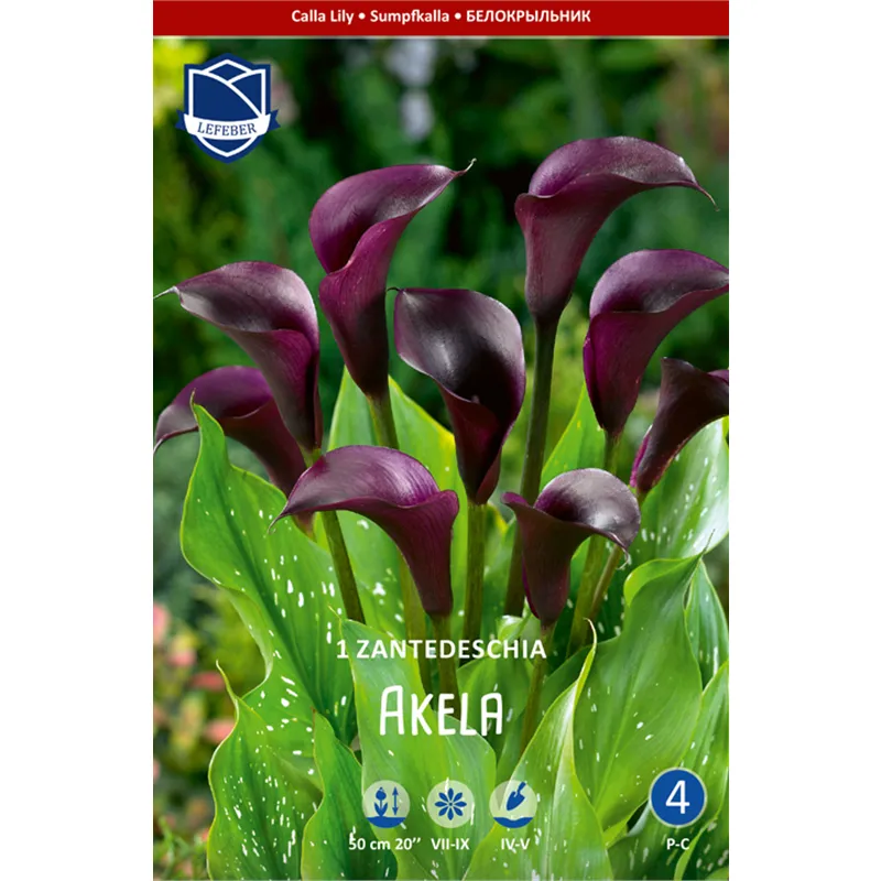 Клубень Калла Акела 16/18 1шт 