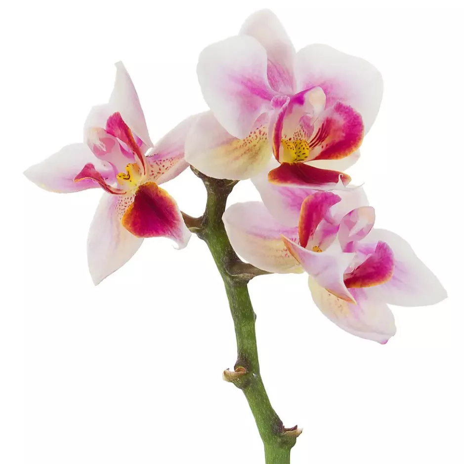 Фаленопсис 2 вет Колибри микс d9 h40 