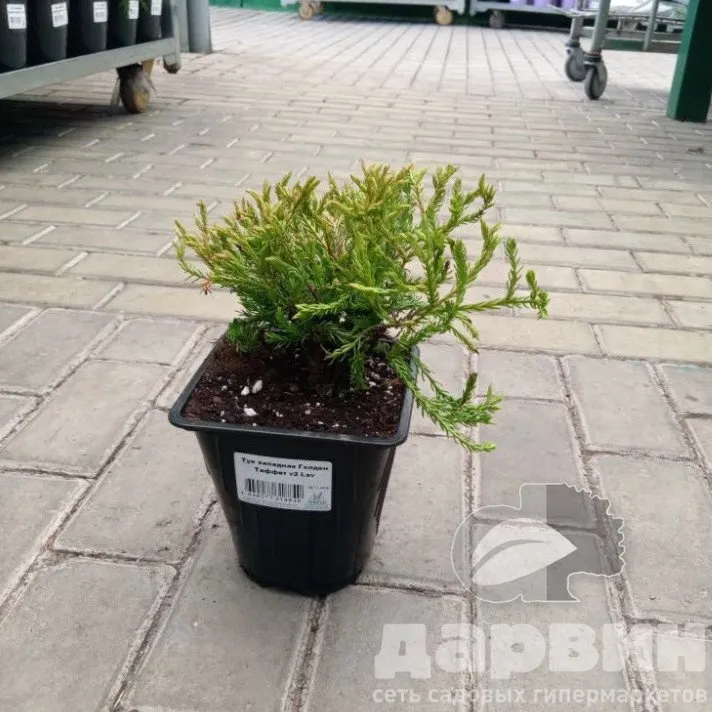 Туя западная Голден Таффет v2 Lav 