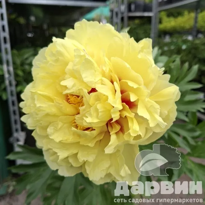 Пион ито-гибрид Бартзелла v5 Tim 