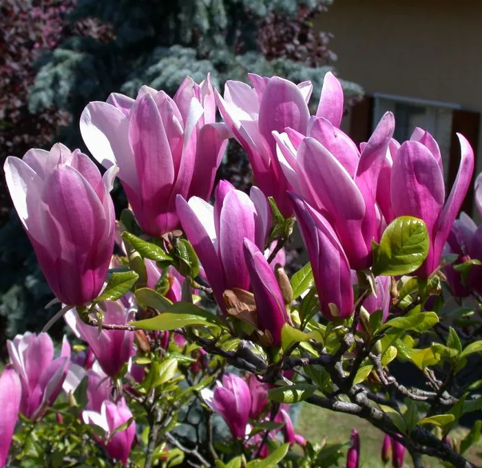 Магнолия Сюзан с3 BL 