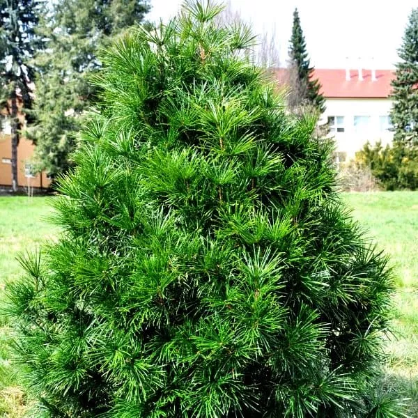 Сциадопитис мутовчатый Штемшнаппе v7,5 h30-40 Mt 