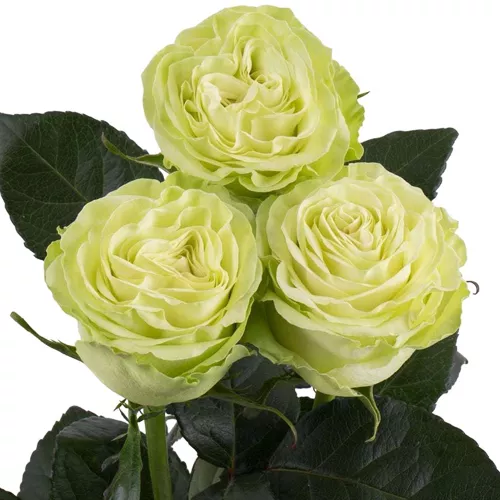 Роза японская Васаби v5 Lav 