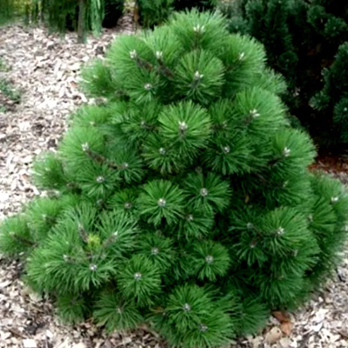 Растение сосна чёрная Хельга с3 BL 