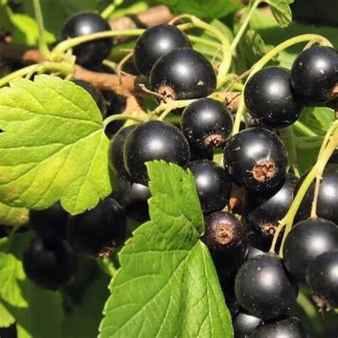 Смородина Перун, черная v5 ХР 