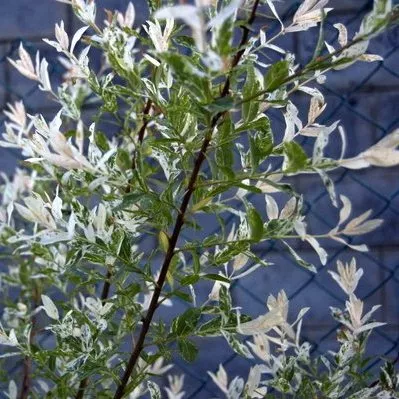 Ива декоративная P15-17, Ра50-60см 