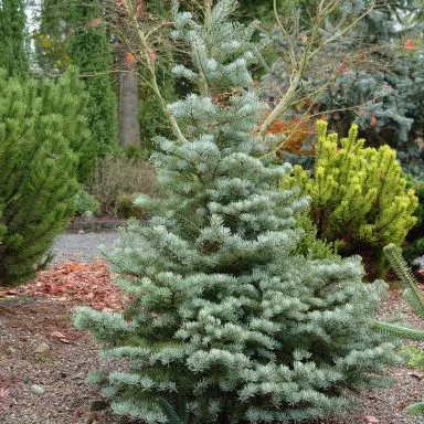 Пихта одноцветная Арчерс Дварф C7.5 40-50 cm Sch 