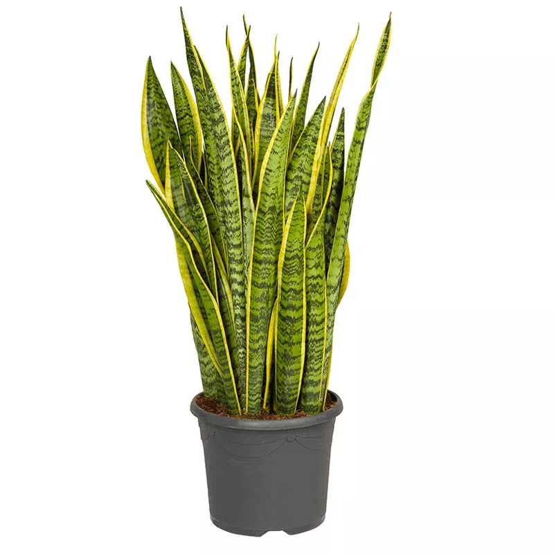 Сансевиерия Лоуренти d17 h60 