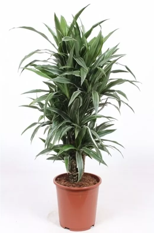 Драцена Варнески Джамбо d21 h110 