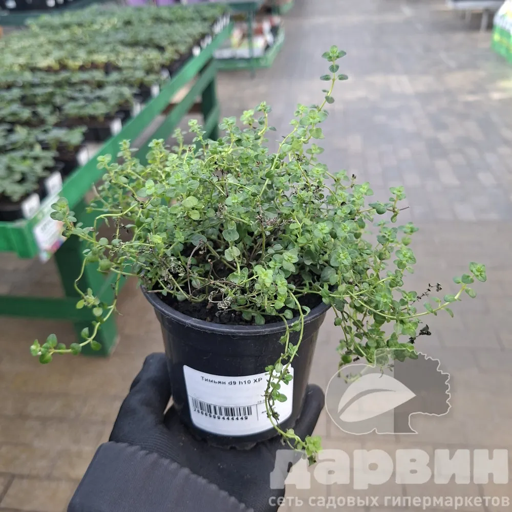 Тимьян d9 h10 ХР 