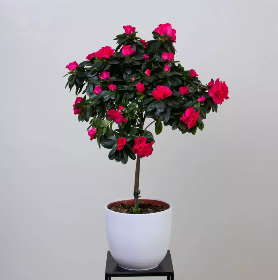 Азалия микс штамб d13 h25 