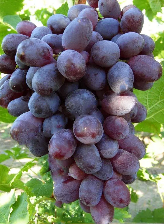 Виноград плодовый Кандагар, фиолетовый в коробке Tim 