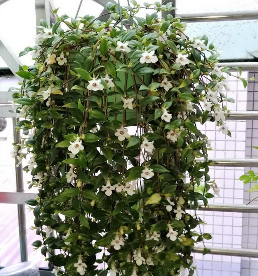 Кодонанта кашпо d15 ХР 