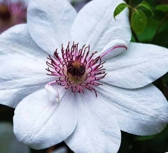 Клематис Королева Ядвига p9 Cl 