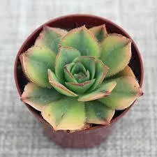 Эониум Флоресенс d7 h8 