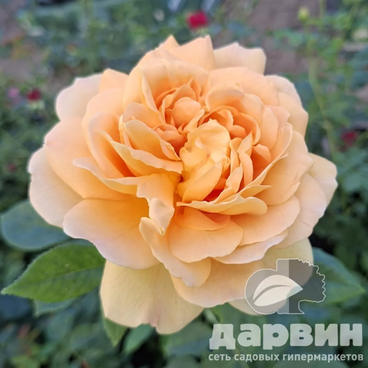 Роза английская Голден Селебрейшен v5 Lav 